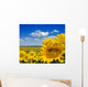 sunflower field Wall Mural
