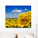 sunflower field Wall Mural