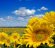 sunflower field Wall Mural