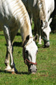 Horse Duet