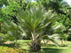 Palm Wall Mural