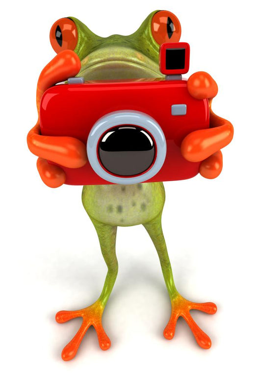 Frog with Camera Wall Decal