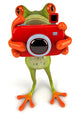 Frog with Camera Wall Decal