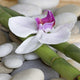 Spa Murals - Orchid on Bamboo Wall Mural
