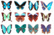 Some Various Butterflies White Wall Decal Design 3