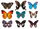 Some Various Butterflies White Wall Decal Design 2