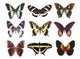 Some Various Butterflies White Wall Mural