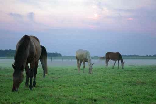 Horses Mist Wall Decal