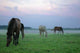 Horses Mist Wall Decal