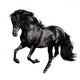 Black Horse Runs Gallop Wall Decal