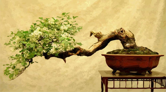 bonsai tree wall Bonsai Tree Wall Mural – Wallmonkeys