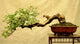 Bonsai tree Wall Mural