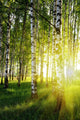 Birch Trees Summer Forest