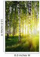 Birch Trees Summer Forest