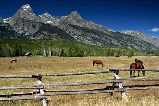 Grazing Beauty Wall Mural