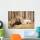 Camel Mother Wit Baby Wall Mural