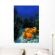Garibaldi fishes in a kelp forest Wall Mural
