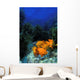 Garibaldi fishes in a kelp forest Wall Mural