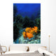 Garibaldi fishes in a kelp forest Wall Mural
