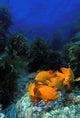 Garibaldi fishes in a kelp forest Wall Mural