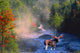 Bull Moose in Stream Wall Mural