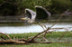 Heron Cendre Wall Mural