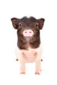 Charming Little Pig Wall Decal