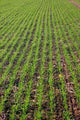 Field Lines Wall Decal Design 3