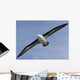 Black-Browed Albatross Diomedea Melanophris Wall Mural