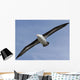 Black-Browed Albatross Diomedea Melanophris Wall Mural