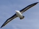 Black-Browed Albatross Diomedea Melanophris Wall Mural