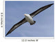 Black-Browed Albatross Diomedea Melanophris Wall Mural