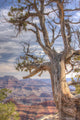 Tree Overlooking Grand Canyon Wall Mural