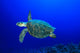 Hawksbill Sea Turtle Wall Mural