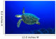 Hawksbill Sea Turtle Wall Mural