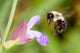 Honeybee Hovering over Flower Wall Mural