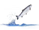 jumping out from water salmon Wall Decal