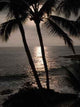 Hawaiian Night Wall Mural