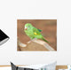 Young Baby Parrot Wall Mural