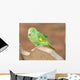 Young Baby Parrot Wall Mural