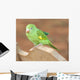 Young Baby Parrot Wall Mural