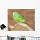Young Baby Parrot Wall Mural