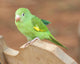 Young Baby Parrot Wall Mural