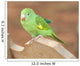 Young Baby Parrot Wall Mural