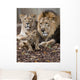 Family Lion Wall Decal Design 2