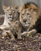 Family Lion Wall Mural