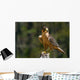 Peregrine Falcon Wall Mural