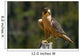 Peregrine Falcon Wall Mural