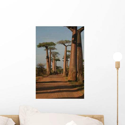Baobabs Wall Mural
