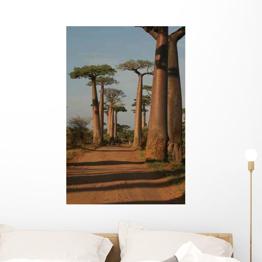 Baobabs Wall Mural